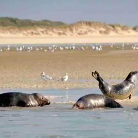 Charming With Swimming Pool In Chalet *