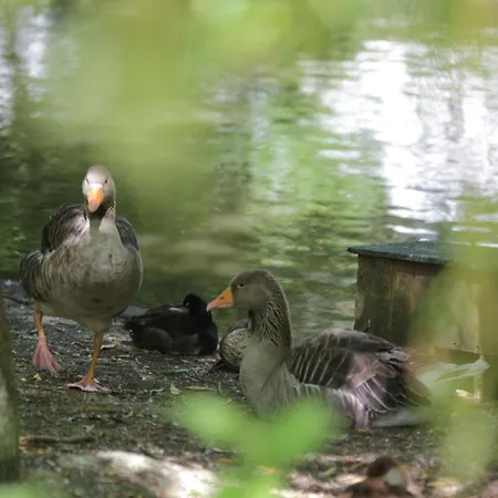 Chalet Charming With Swimming Pool In Quend